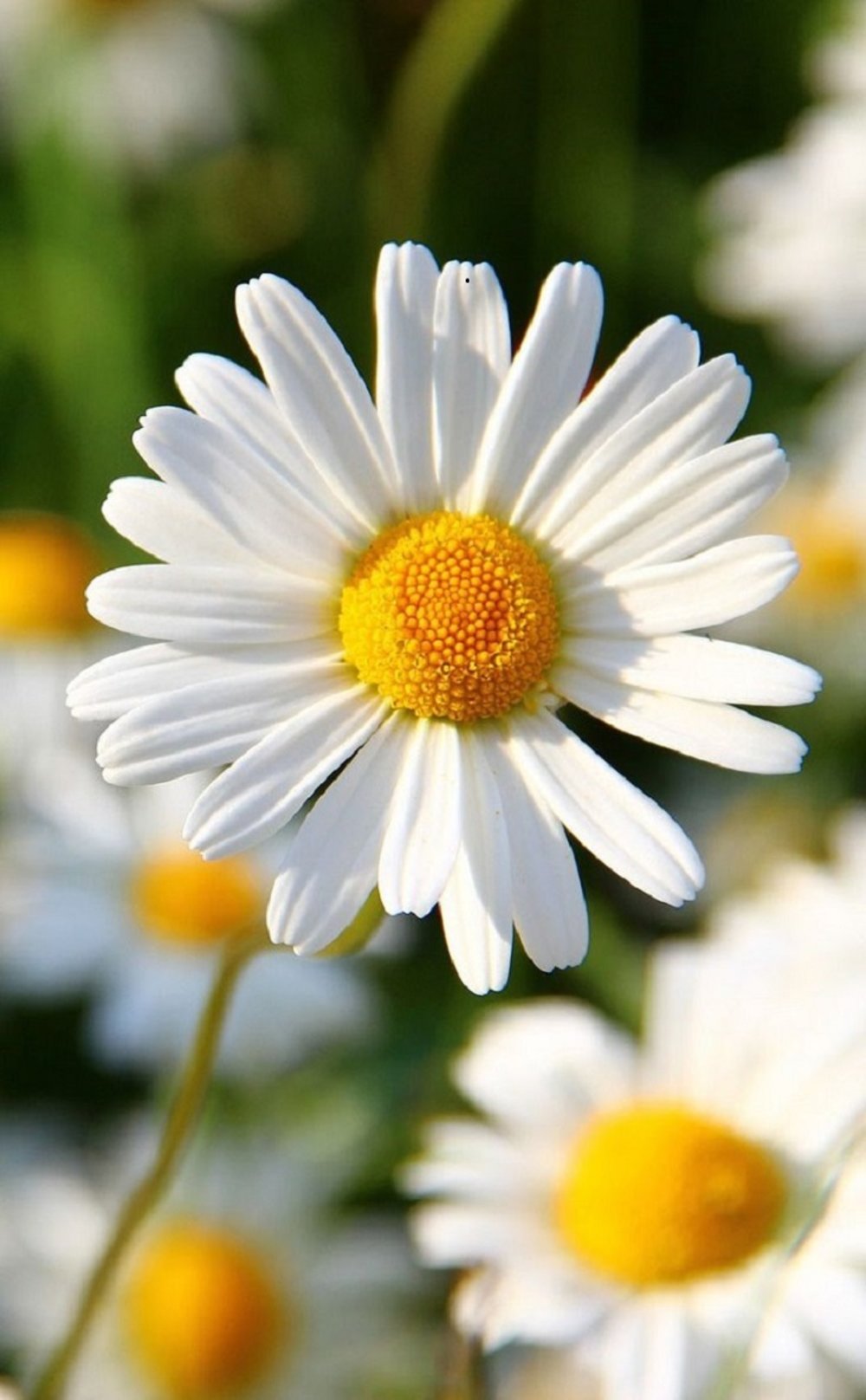 Teacher Appreciation, flower